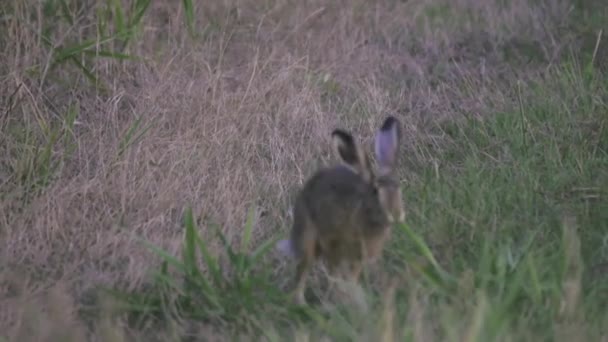 欧洲的棕色野兔 — 图库视频影像