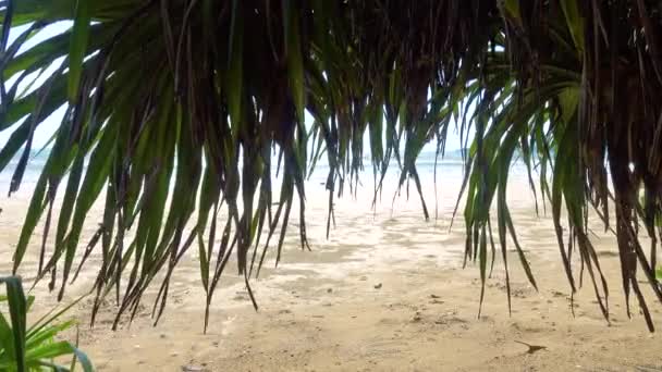 Stranden av Laccadive havet, — Stockvideo