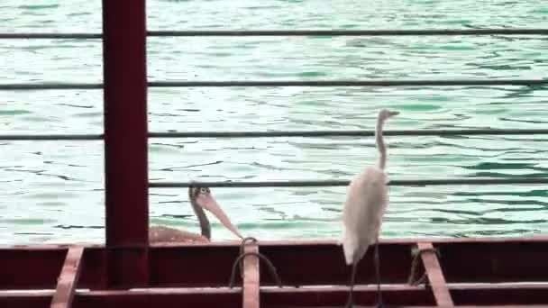 Plek-billed pelikaan — Stockvideo