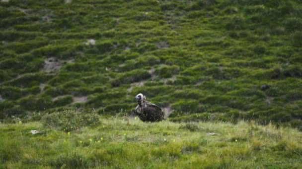 Evropská kondor havranovitý (Aegypius Monachus) — Stock video