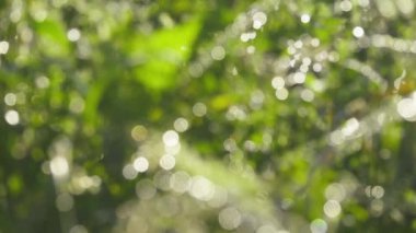 Çiğ kaplı otlar için odak uzunluğundaki çiy değişimi