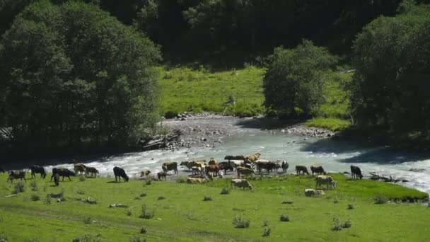 En flock kor gick ner till bergsfloden. — Stockvideo