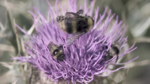 Een dode hommel op een distelbloem — Stockvideo