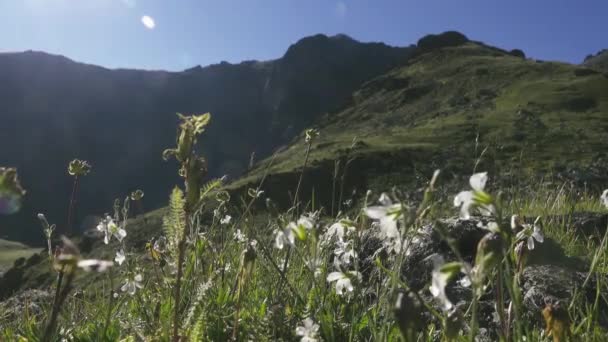 Chickweed, Cerastium — Video Stock