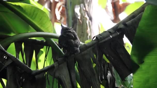 Малая воротничковая сова — стоковое видео