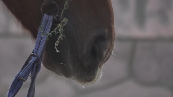 Museau d'un cheval avec bride — Video