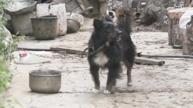 Zincir havlayan bir köpek (bahçe köpeği)