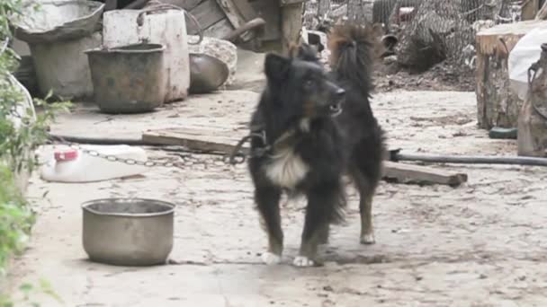 Een bastaard (werf hond) op een ketting blaft — Stockvideo