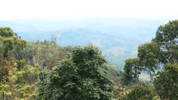 Floresta montanhosa verde húmida — Vídeo de Stock