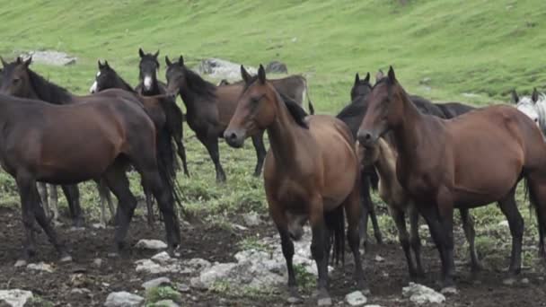 O turmă de cai semi-sălbatici în Caucaz — Videoclip de stoc