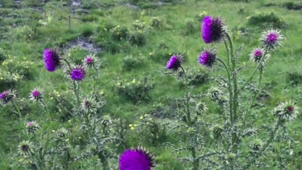 Ciulin de bancă (Carduus nutans) în ploaie — Videoclip de stoc