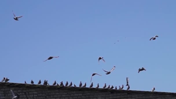 Голуби летят с крыши дома — стоковое видео