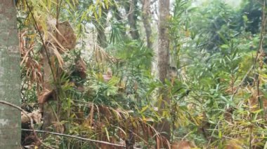 Kışın tropik dağ ormanları