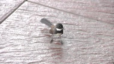 Malezya yelpazesi (Rhipidura javanica)