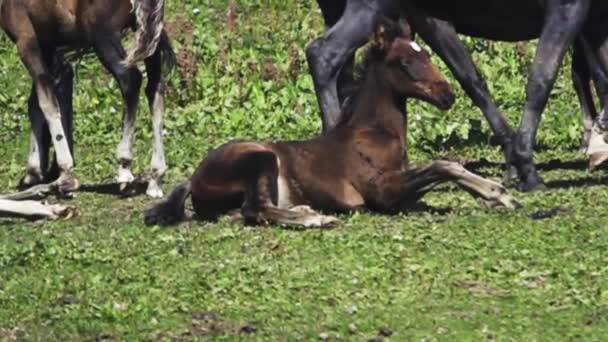 Hříbě leží mezi koňmi, pak hříbě dostane — Stock video