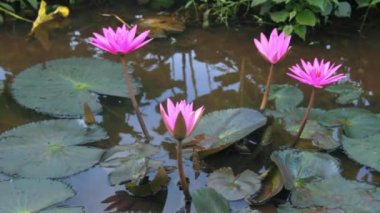 Nil suyu Lily (Nymphaea lotusu)