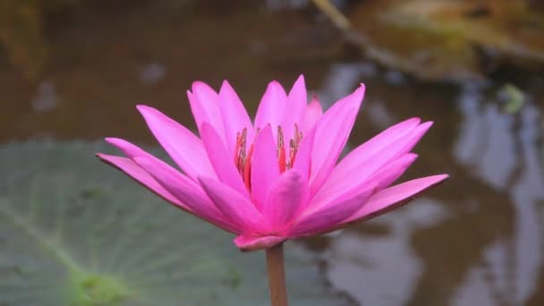 Pad Lilly (Nymphaea nouchali). Acqua. — Video Stock