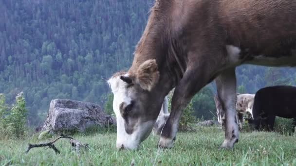 Nötkreatur betar på fjällängar — Stockvideo