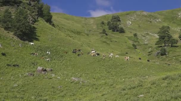 Выпас скота на горных лугах — стоковое видео