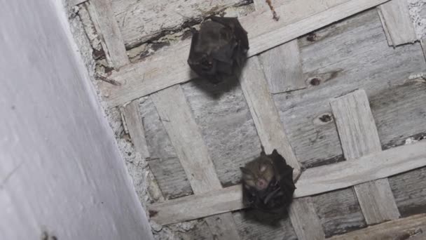 Pipistrello ferro di cavallo maggiore — Video Stock