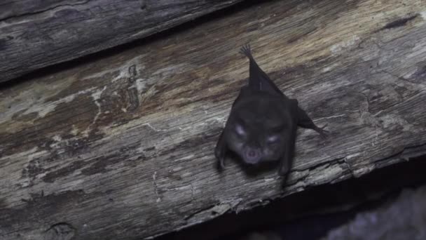 Maior morcego ferradura — Vídeo de Stock