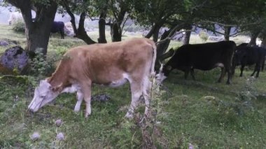 Dağ çayırlarında sığırlar otlar.