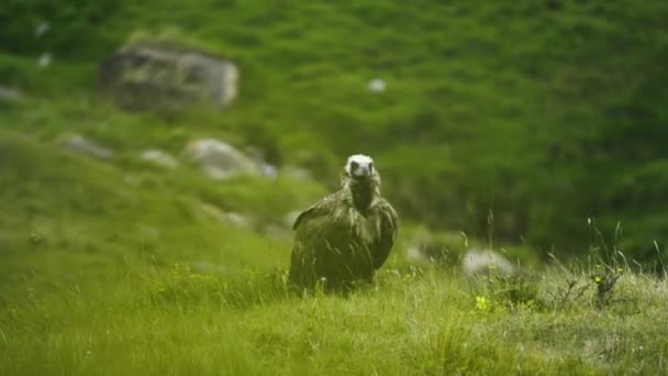 Europese Black Vulture (Aegypius Monachus) — Stockvideo