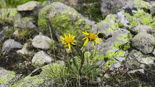 Groundsel (Senecio karjaginii. Astera) auf Weide — Stockvideo