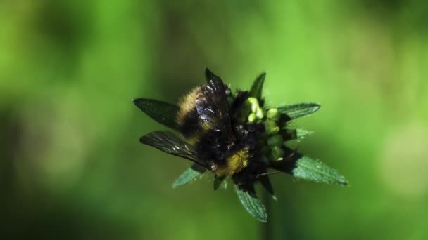 Benzer şekilli bir bitkinin üzerinde ölü bir yaban arısı — Stok video