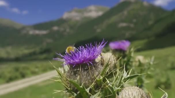 Bumblebee raccoglie il nettare dal fiore di cardo — Video Stock