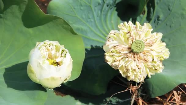 The winter lotuses withered — Stock Video