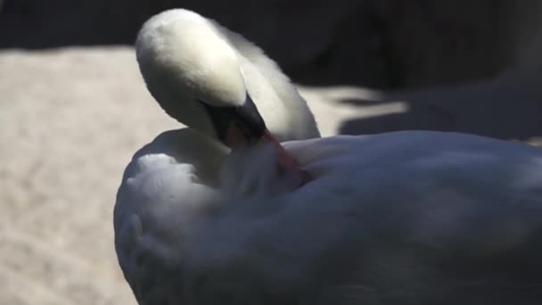 Łabędź czyści pióra na plecach — Wideo stockowe