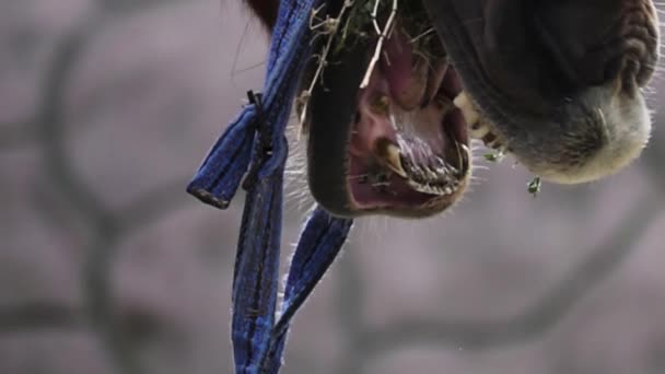 Het paard kauwt op het gras en opent zijn mond wijd met zwartgeblakerde tanden - een griezelig gezicht — Stockvideo