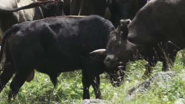 Two bulls butt heads — Vídeo de stock