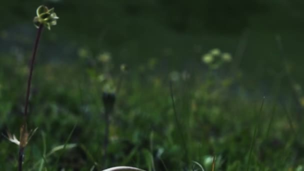 Caucasian dandelion. the seeds of the achene in the basket (seed pod) is blown away by a gust of wind — Stock Video