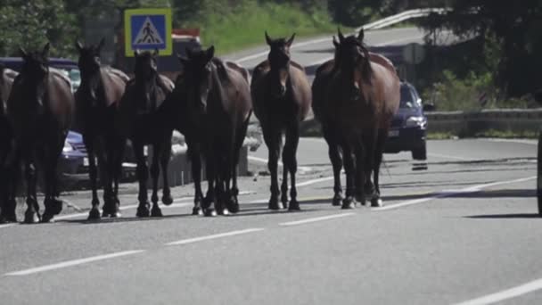 Hästarna rakt ner på motorvägen — Stockvideo