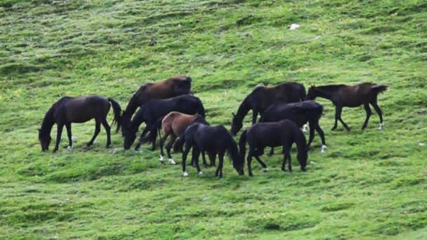 Стадо полудиких лошадей на Кавказе — стоковое видео