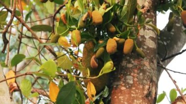 Jack meyvesi olgun meyve ve yumurtalık üretir.