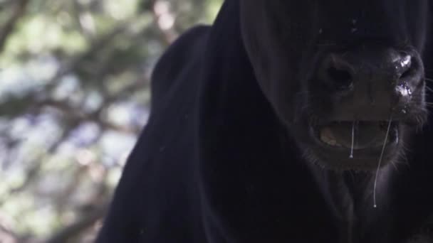 Close-up of a black chewing cow's face — Stock Video