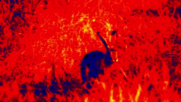 Заєць у науковому високотехнологічному тепловізорі — стокове відео