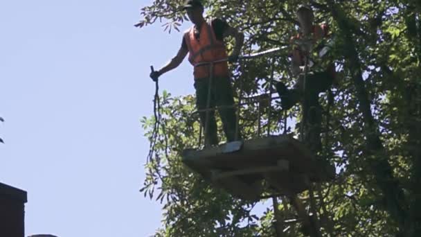 I lavoratori del parco tagliano i rami in eccesso — Video Stock