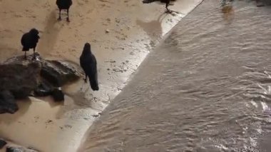 Hint evi kargaları nehrin kıyısında oturur.