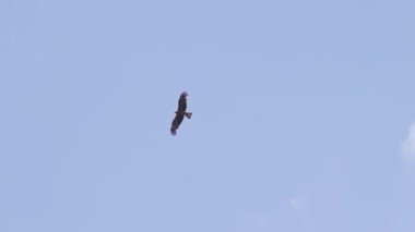 siyah uçurtma (milvus migrans)
