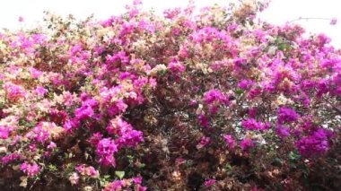 Bougainvillea leylak rengi liane çeşitleri
