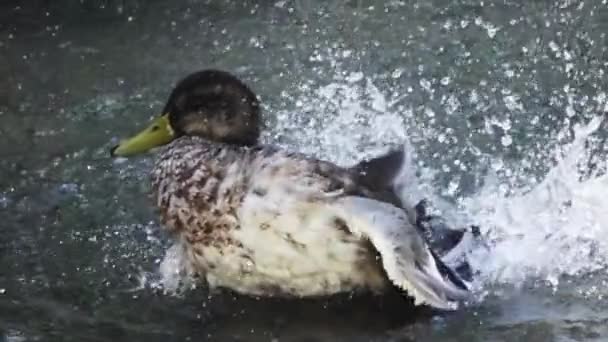 Kąpiel dzikiej kaczki — Wideo stockowe