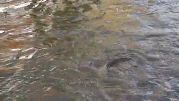 水面を歩くナマズの餌 — ストック動画