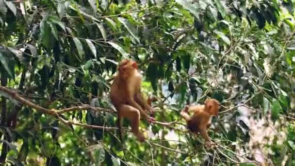 Jonge aap aan een boom. Thailand — Stockvideo