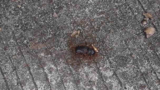 Uno scarabeo rinoceronte morto è circondato da formiche — Video Stock
