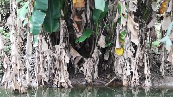 Hojas de plátano secas y podridas mezcladas con verde — Vídeos de Stock