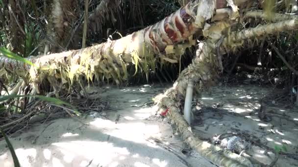 Старый панданус на берегу Индийского океана — стоковое видео